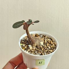 ⑪♡ミニ株♡〚フィランサス・ミラビリス〛Phyllanthus Mirabilis 塊根植物 コーデックス ポット発送