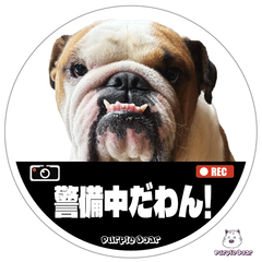 送料無料　bulldog　ドラレコ　ドライブレコーダー　防犯カメラ　ブルドッグ　ステッカー「警備中だわん！　ステッカー」（約１００ｍｍ）