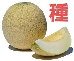 ＜野菜の種＞５粒　ムーンライト　メロン　超高糖度放任栽培メロン