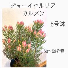ジョーイセルリア　カルメン苗・苗木　5号鉢　★メルカリ発送　★ドライフラワーにもなります！
