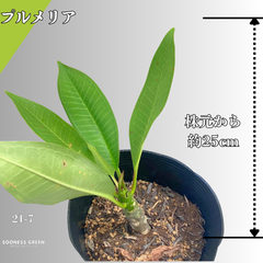 【沖縄育ち】約25㎝ プルメリア ホワイト イエロー 苗木 観葉植物 21-7