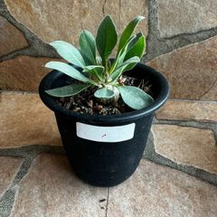 希少!! Dracaena 'Tricolor Kuhnty' ドラセナ（コンシンネ）トリ