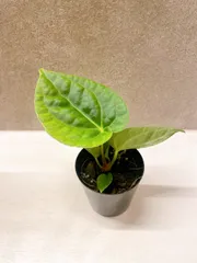 本日までセール❗️超希少❗️サイズ大❗️気根発根済アンスリウムドラヤキ新葉展開中✨️ 2025年最新】アンスリウム ドラヤキの人気アイテム - メルカリ