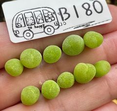 コノフィツム ピランシー 翠光玉　10点　小苗セット メセン 多肉植物 メルカリ便　蛻皮完成