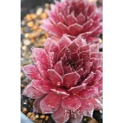 2025年最新】多肉植物 ブラックプリンスの人気アイテム - メルカリ