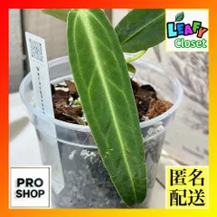 2025年最新】アンスリウム ワロクアーナムの人気アイテム - メルカリ