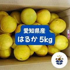 【愛知県産】はるか 5kg 約15～25個入り