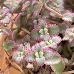 2024年最新】植物抜き苗の人気アイテム - メルカリ