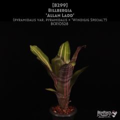 Billbergia 'Arribella'〔ビルベルギア〕現品発送B300 送料無料】Billbergia 'Arribella'〔ビルベルギア〕現品発送B300