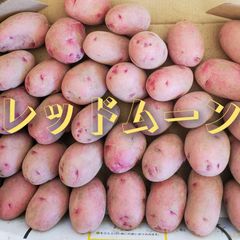 家庭菜園 向きのジャガイモ　レッドムーン 　種芋　 1,500g以上