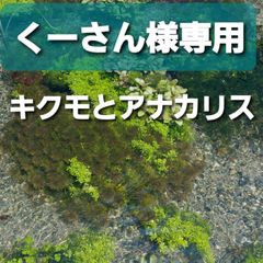 くーさん様専用 アナカリス キクモ
