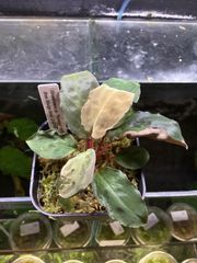Homalomena sp. “Sunshine ”BNN from Sibolga timur【AZ0822-3】サンシャイン赤葉