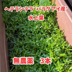 ①水草　ヘテランテラ ‘パラグアイ産’ 水上葉　3本　前景草　中景草　丈夫な水草　初心者おすすめ　低光量　CO2無添加　無農薬　郵便のサムネイル