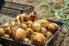 《予約販売・6月下旬》納豆菌栽培 淡路島産玉ねぎ 4.8kg【兵庫県淡路島産】