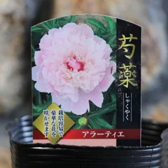 通販卸売り 【花苗】芍薬 シャクヤク 乙女桜 新芽4つ付き | www