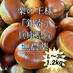銀寄　L〜3L　生栗　1.2kg