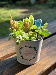 ＊多肉植物＊寄せ植え＊ストロベリー柄鉢＊そのまま飾れる⭐︎