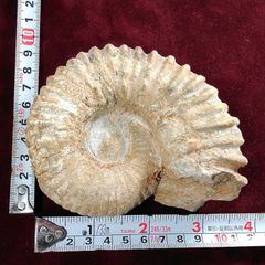 【希少‼︎】モロッコ産　アンモナイト　オルソセラス　3億7千年前　化石 希少‼︎】モロッコ産 アンモナイト オルソセラス 3億7千年前