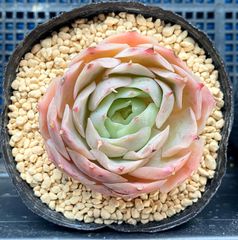 ハートビート　韓国苗　多肉植物