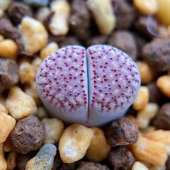 多肉植物　リトープス　朝貢玉　1.4cm  抜き苗　１株