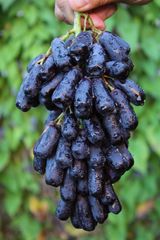 スイートサファイア　オーストラリア産　幻の葡萄　黒葡萄　箱込み5kg