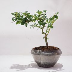 もみじ盆栽 メルカリ