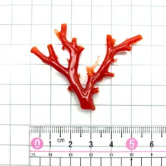 2024年最新】高知県産血赤珊瑚の人気アイテム - メルカリ