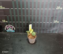 『永井竜二　様』専用　フィロデンドロン 　ビレッティア Philodendron billietiae