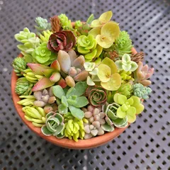 2025年最新】多肉植物エケベリアセットの人気アイテム - メルカリ