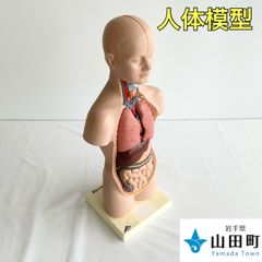 人体解剖模型（トルソー型）　３Bサイエンティフィック　【ymk-019】