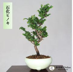 石化檜 セッカヒノキ 小品盆栽 【泰寿園 Online】現品 一点物 檜 桧 松柏 松 初心者 ミニ盆栽 室内 鑑賞 趣味 卓上盆栽 盆栽鉢 グリーン 和 ギフト プレゼント 贈答品 誕生日 母の日 父の日 敬老の日 記念日 お祝い 優良葉性 インテリア 6
