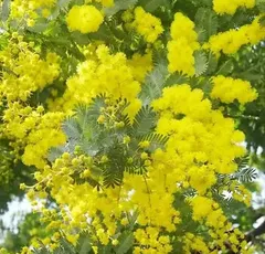 ミモザ 挿し穂  4本 15cm前後 　①フレッシュ生葉4本ほど ：挿し穂に ②ドライ5〜6本ほど