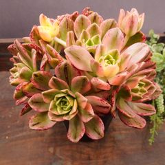 MA150	ブロンズメダル錦群生	【イータニク】多肉植物　韓国苗　第四種郵便発送