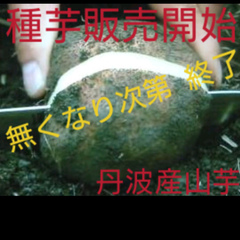 丹波山の芋種芋2キロ（山芋）