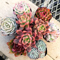 2025年最新】イードンスノーの人気アイテム - メルカリ