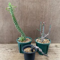 モナデニウム　トーレイ モナデニウム トーレイ - メルカリ