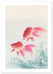 小原古邨 ポスター 金魚 日本画 A3サイズ 日本製 インテリア 壁紙用 絵画 アート 壁紙ポスター