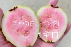 残りわずか！沖縄産グァバ　(白、ピンクMIX)    1キロ