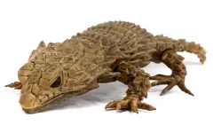 【中古】トレーディングフィギュア アルマジロトカゲ(スミ入れver.) 「だんごむし07 だんごむしとアルマジロトカゲ」のサムネイル