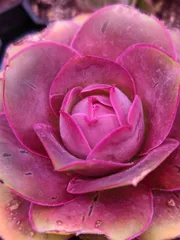 多肉植物　グリーノビア　ゴルードパルマ　抜き苗　1株　5cm鉢のサムネイル
