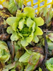 Item thumbnail for item b25adca9-e481-4118-86ec-3dddfdf45193