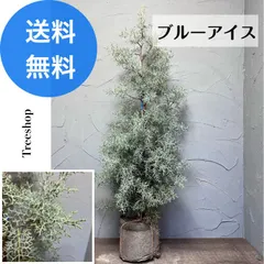 コニファー ブルーアイス 【送料無料】ツリー 高さ1.05ｍ 幅0.3ｍ 18cmバック苗 クリスマスツリー 生垣 目隠し 庭木 植木 おしゃれ 洋風