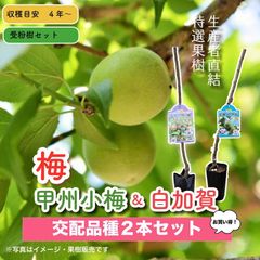 甲州小梅＆白加賀 　梅2種受粉樹セット