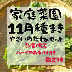 【数量限定ハーブのおまけ付き】11月に種まきできる野菜の種　　1,000円セット