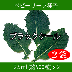 ベビーリーフ種子 B-36 ブラックケール 2.5ml 約500粒 x 2袋