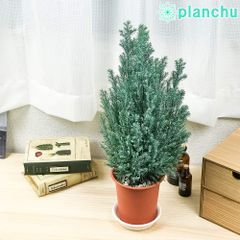 PLANCHU 観葉植物 コニファー シルバースター 4号鉢 受け皿付き 育て方説明書付き Chamaecyparis lawsoniana ‘Ellwoodii’ エルウッディー 庭木 植木 針葉樹 クリスマスツリー