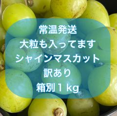 本日９月１１日発送🚗³₃甘い訳ありシャインマスカット１kg　　　ここの大粒甘々ショップ