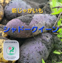 【自家採種２年目❗】自然栽培　新じゃがいもシャドークイーン　2キロ