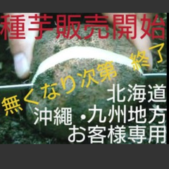 丹波山の芋種芋1キロ（山芋）