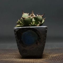 "Agave titanota" アガベ チタノタ【No.1】 管理2140
